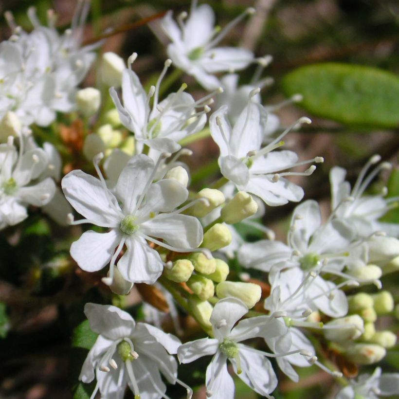 Zierpfirsich Depressa - Prunus pumila (Blüte)