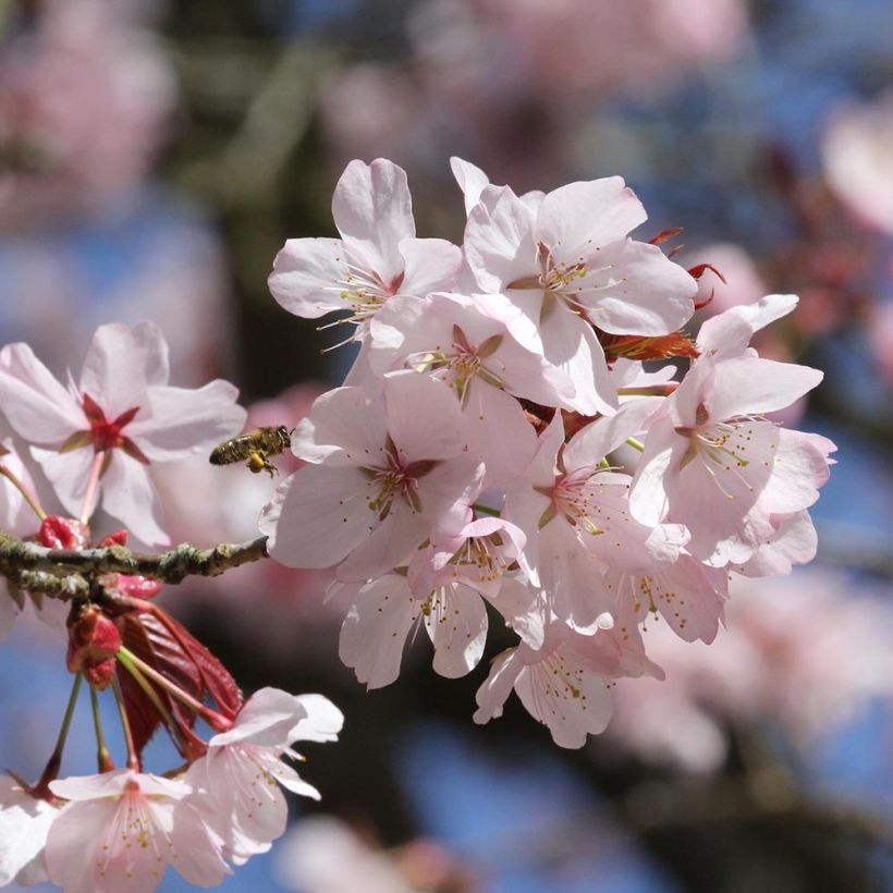 Sargents Kirsche - Prunus sargentii (Blüte)