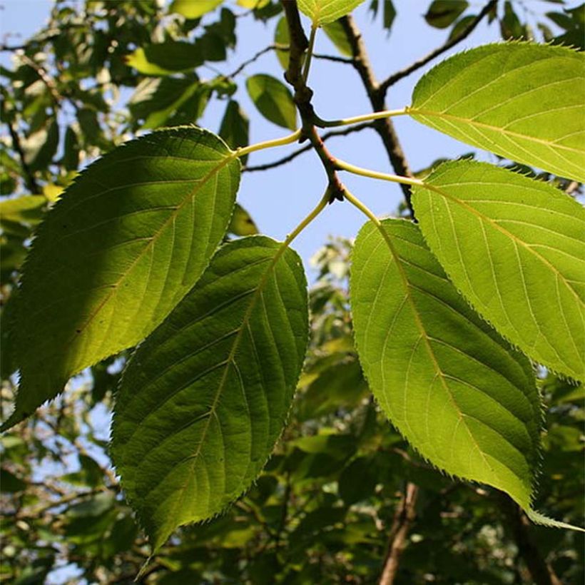 Mahagoni-Kirsche Amber Scots - Prunus serrula (Laub)