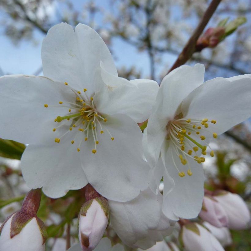 Mahagoni-Kirsche Amber Scots - Prunus serrula (Blüte)