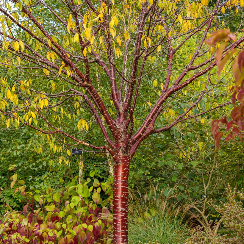 Mahagoni-Kirsche Amber Scots - Prunus serrula (Hafen)