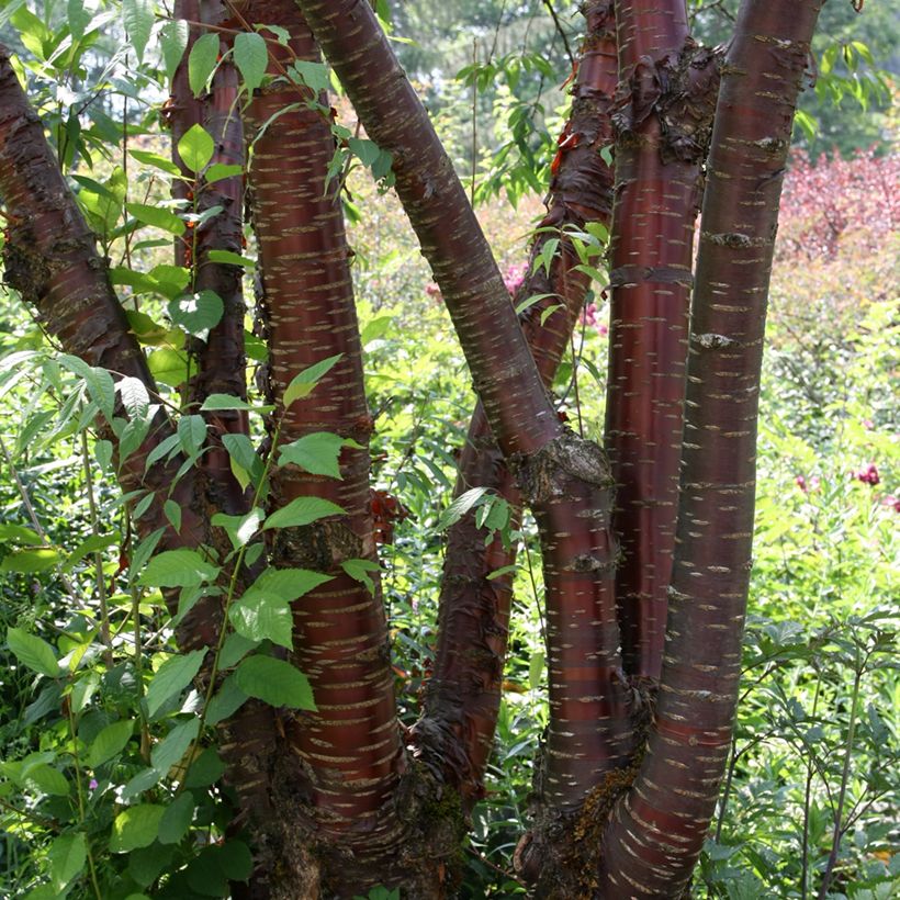 Mahagoni-Kirsche - Prunus serrula (Hafen)