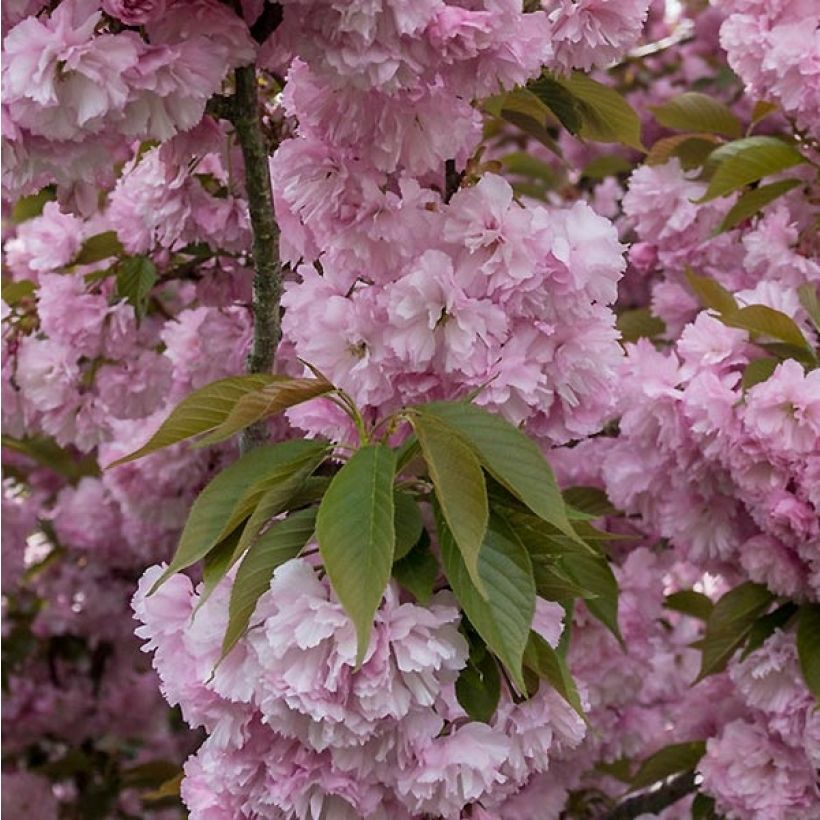 Zierkirsche Pink Perfection - Prunus serrulata (Laub)