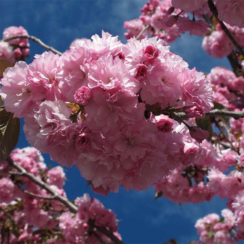 Zierkirsche Royal Burgundy - Prunus serrulata (Blüte)