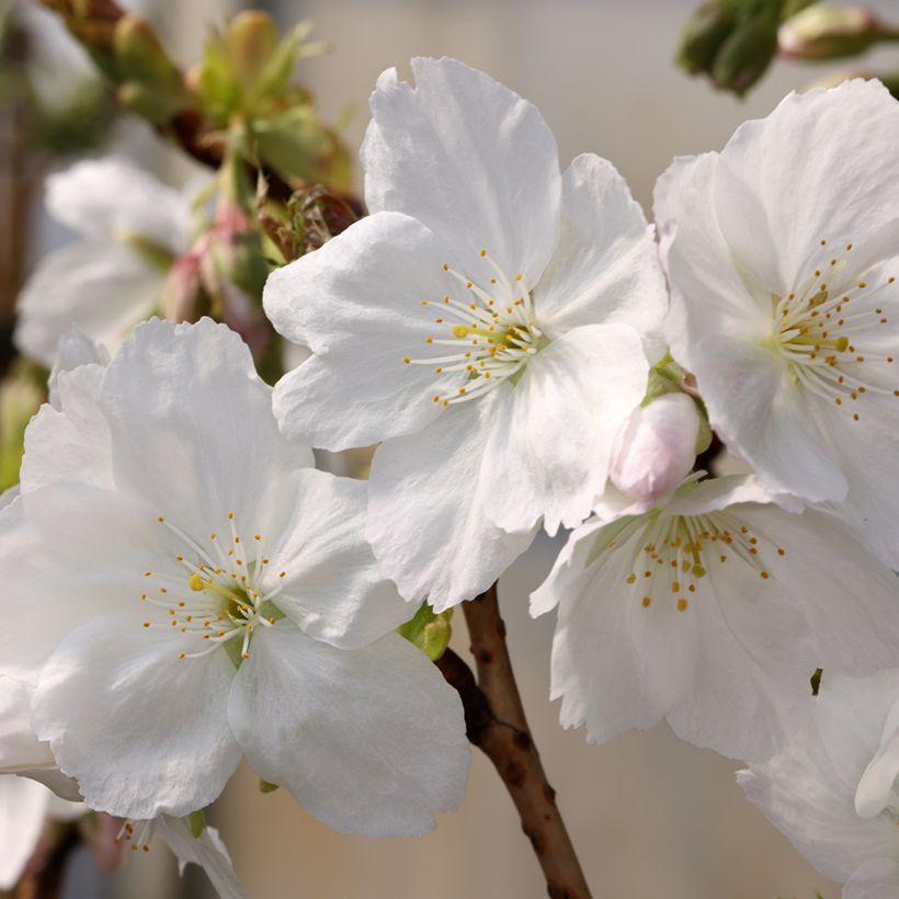 Zierkirsche Tai-haku - Prunus serrulata (Blüte)