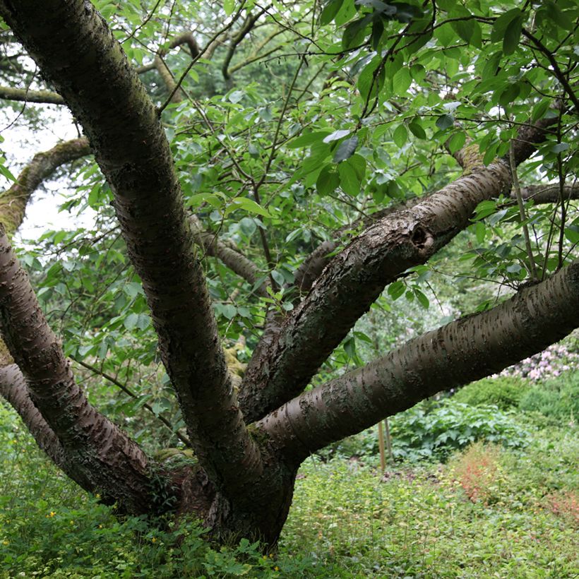 Zierkirsche Tai-haku - Prunus serrulata (Hafen)