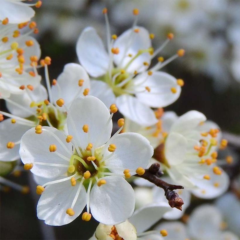 Schlehe - Prunus spinosa (Blüte)