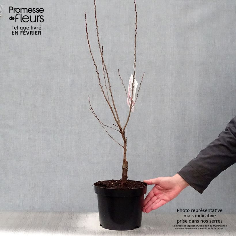 Exemplar von Prunus tenella Fire Hill - Amandier nain à fleurs Pot de 3L/4L wie im Winter geliefert