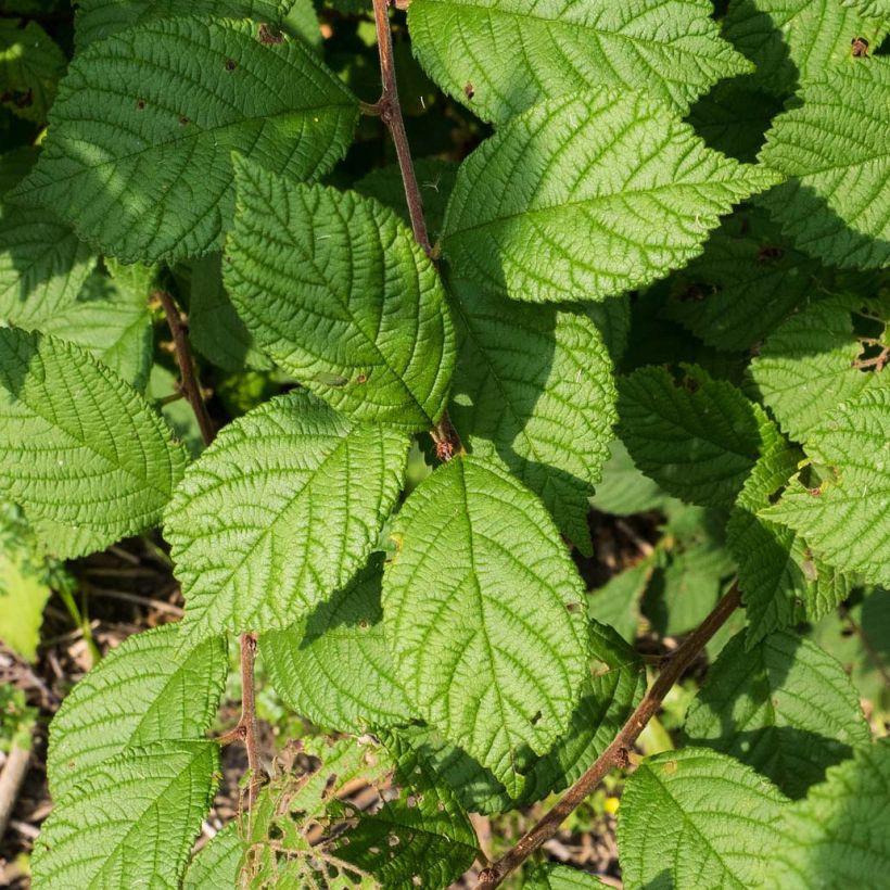 Flaum-Kirsche - Prunus tomentosa (Laub)