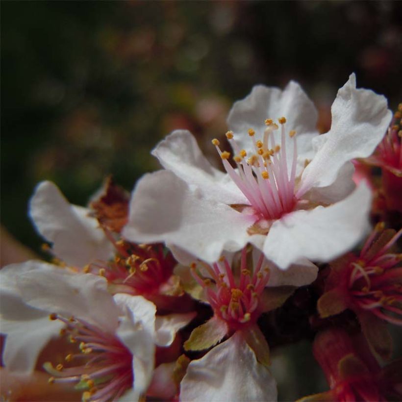 Flaum-Kirsche - Prunus tomentosa (Blüte)