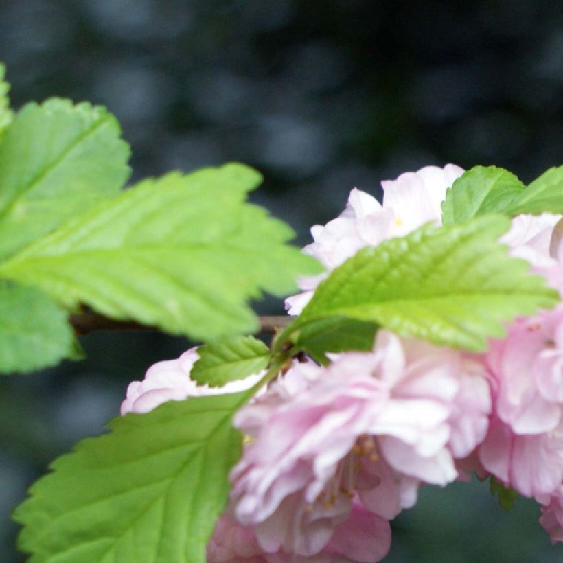 Mandelbäumchen - Prunus triloba (Laub)