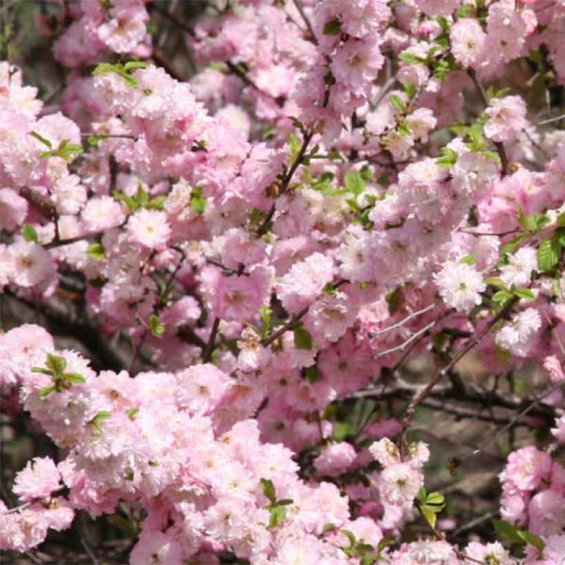 Mandelbäumchen - Prunus triloba (Blüte)