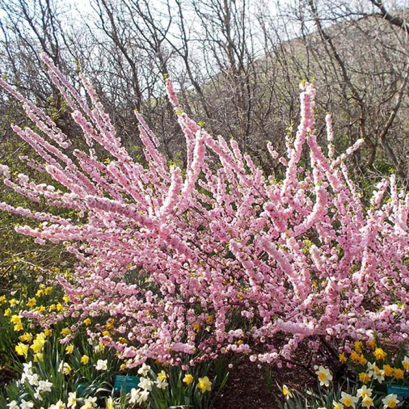 Mandelbäumchen Multiplex - Prunus triloba (Hafen)