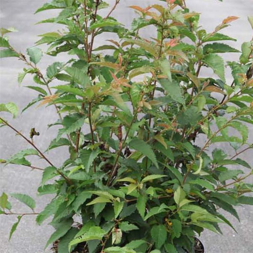 Zierkirsche Fukubana - Prunus subhirtella (Laub)