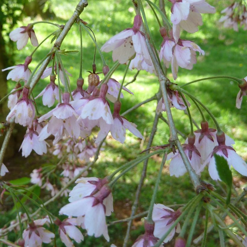 Zierkirsche Pendula Rubra - Prunus subhirtella (Blüte)