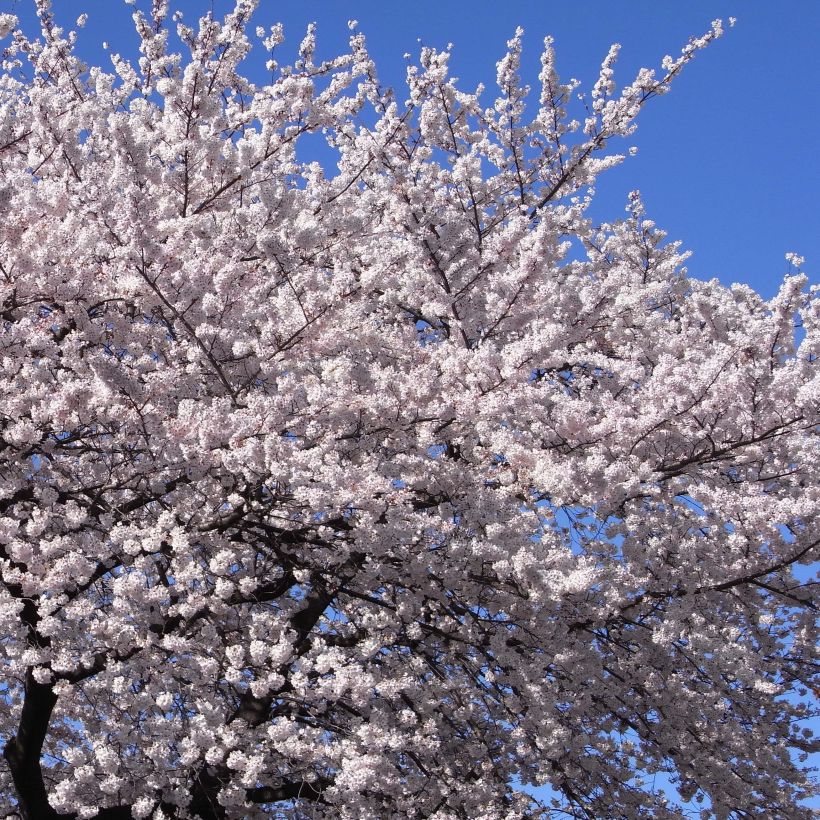 Yoshino-Kirsche - Prunus yedoensis (Blüte)