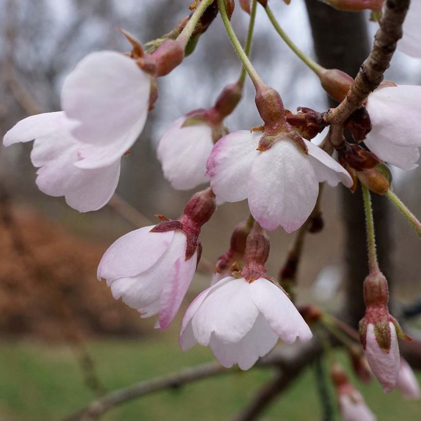 Yoshino-Kirsche Shidare Yoshino - Prunus yedoensis (Blüte)