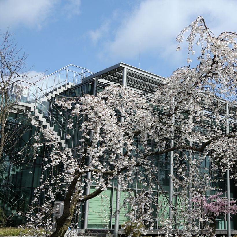 Yoshino-Kirsche Ivensii - Prunus yedoensis (Hafen)