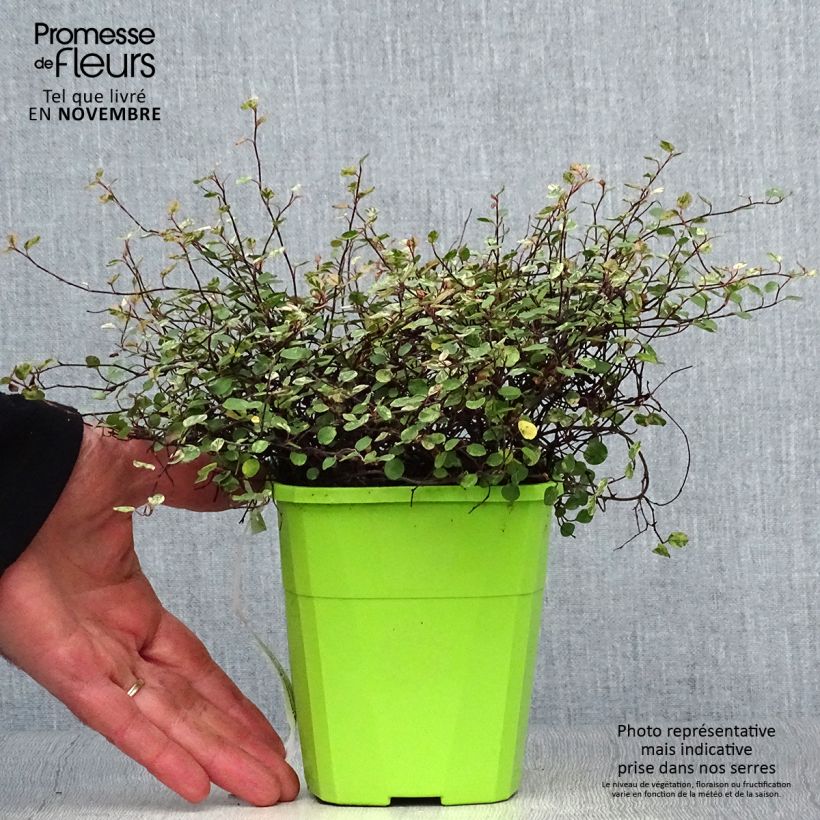 Exemplar von Pseudanthus tasmanicus Radiance - Pot de 1.5L/2L wie im Herbst geliefert