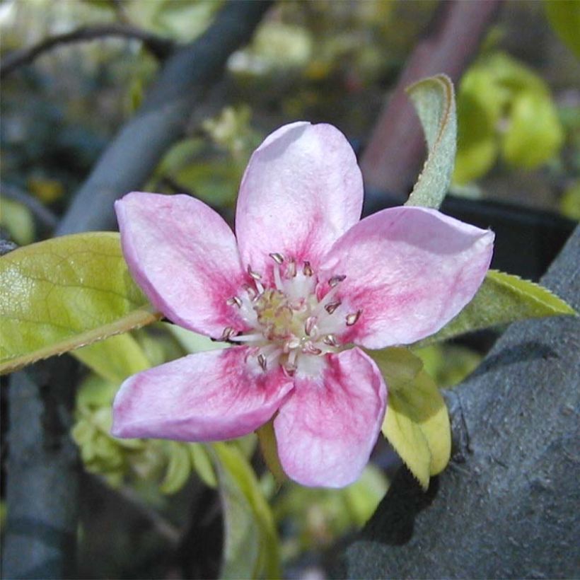 Pseudocydonia sinensis - Chinesische Quitte (Blüte)