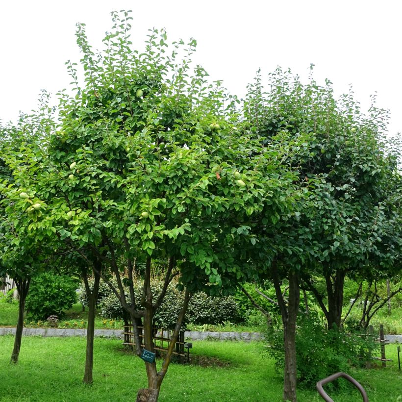 Pseudocydonia sinensis - Chinesische Quitte (Hafen)