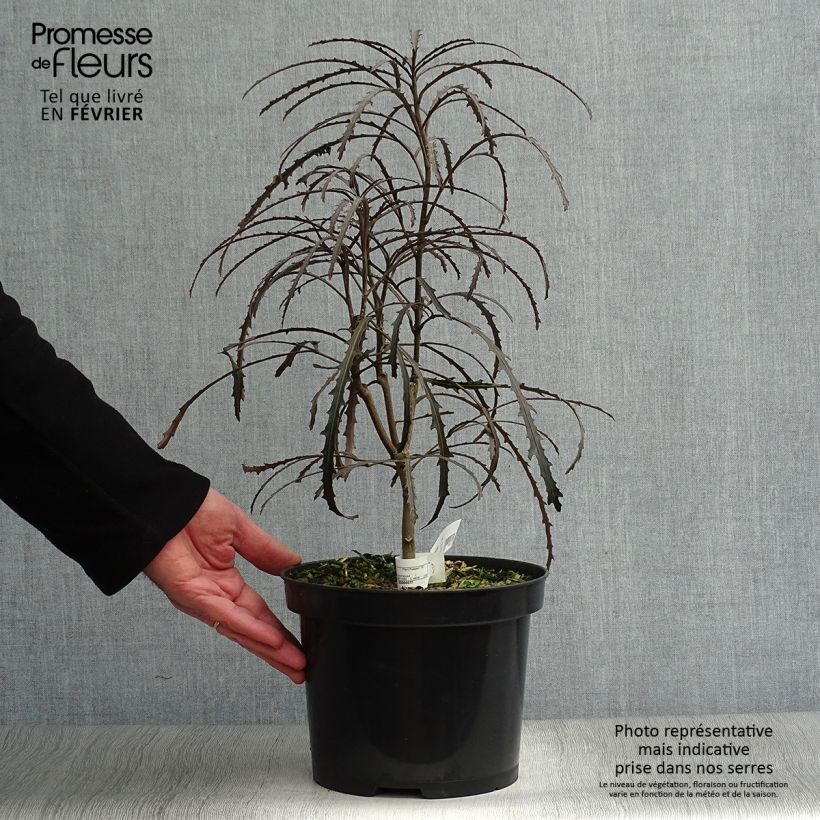 Exemplar von Pseudopanax Bronze Eagle Pot de 3L/4L wie im Winter geliefert