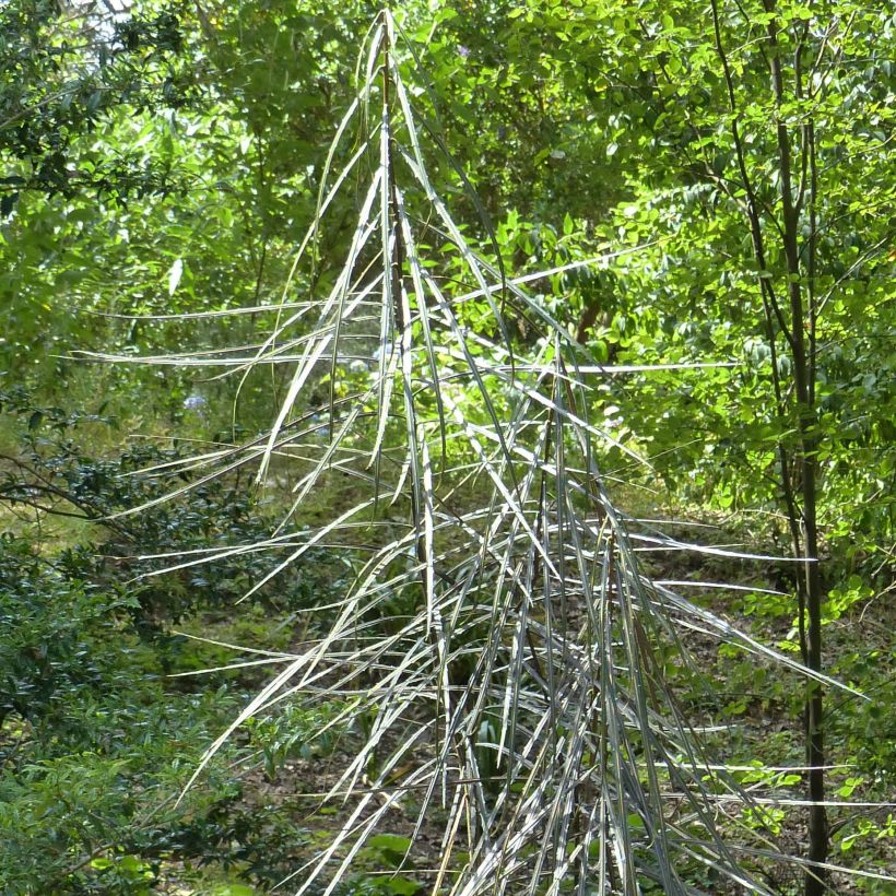 Pseudopanax crassifolium (Laub)