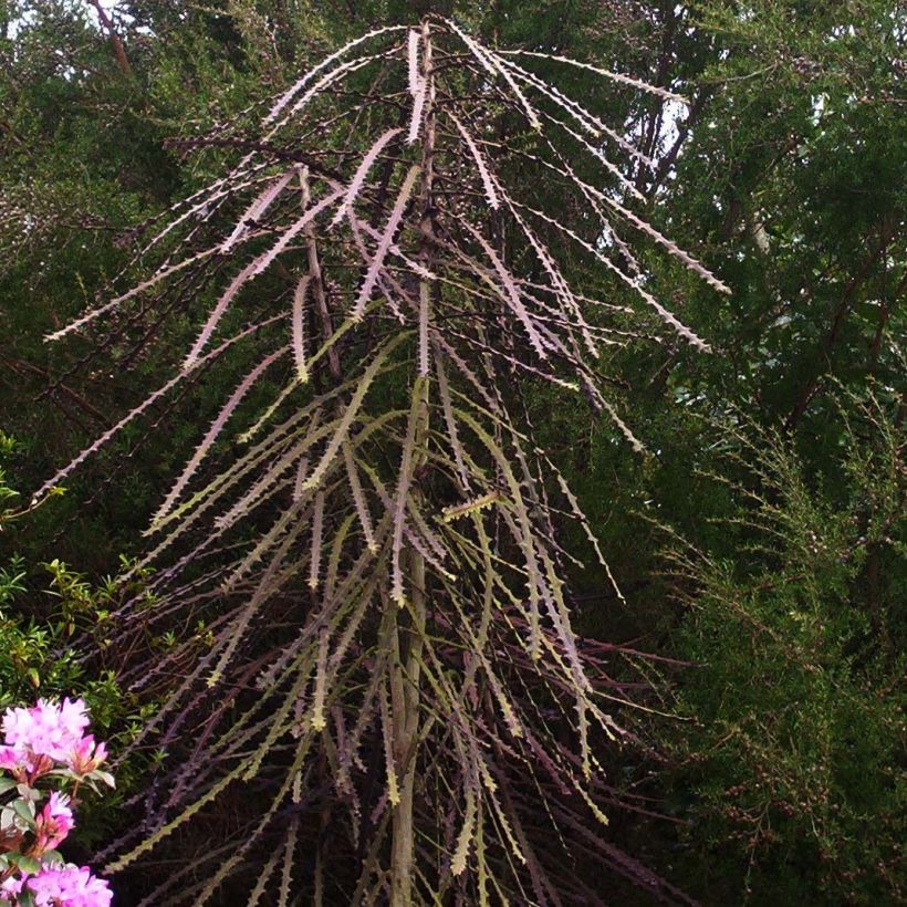 Pseudopanax ferox (Hafen)