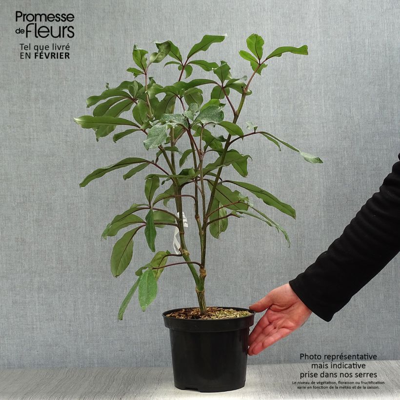 Exemplar von Pseudopanax laetus  Pot de 3L/4L wie im Winter geliefert