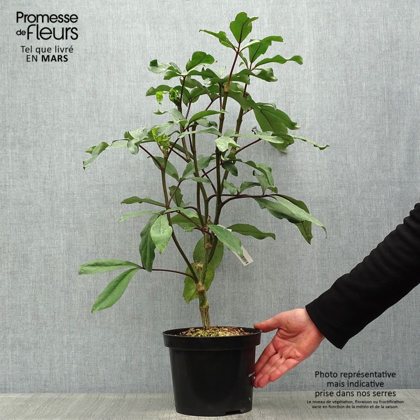 Exemplar von Pseudopanax laetus  Pot de 3L/4L wie im Frühjahr geliefert