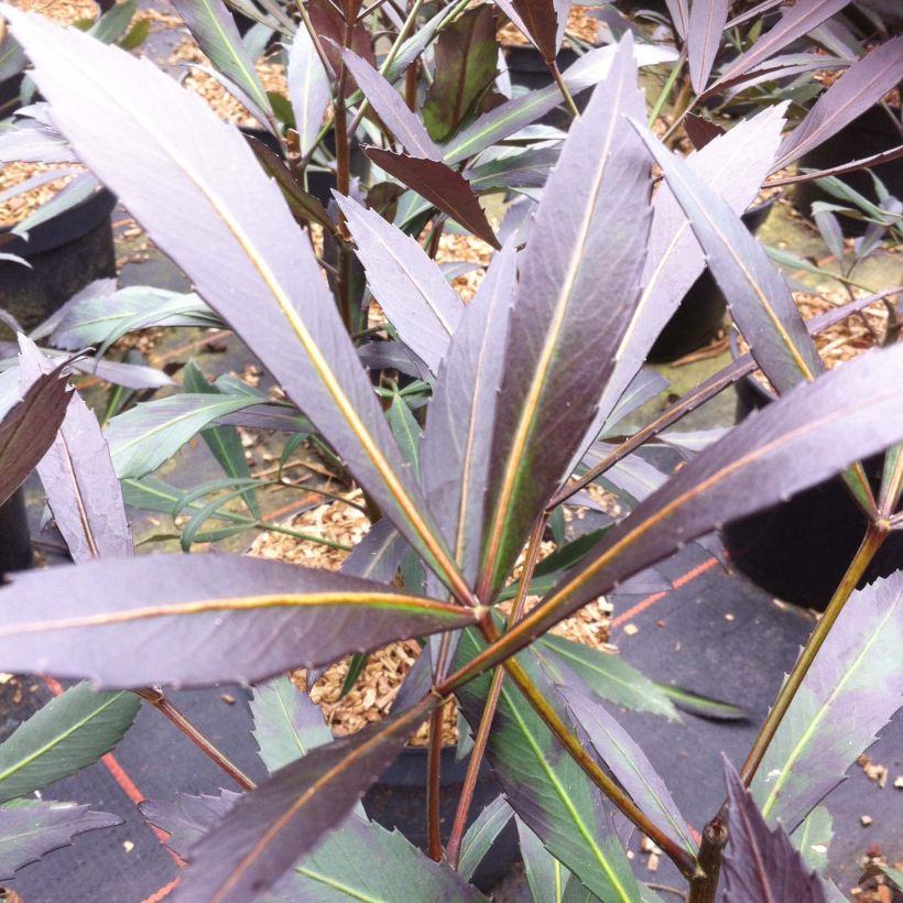 Pseudopanax Dark Star (Laub)