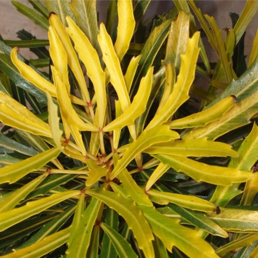 Pseudopanax Goldfinger (Laub)