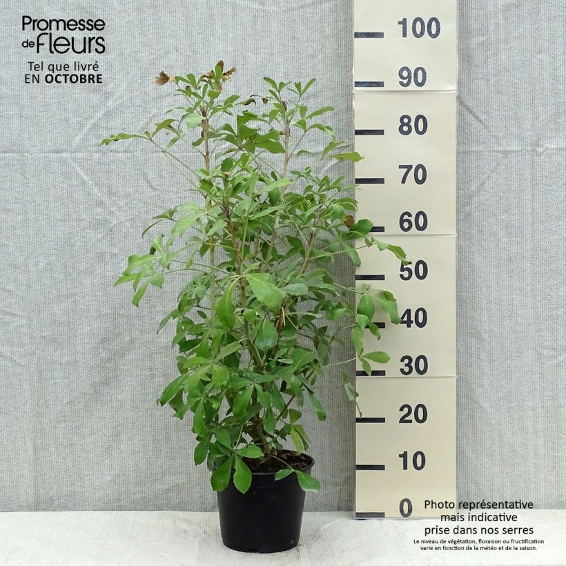 Exemplar von Pseudopanax lessonii Goldsplash Pot de 3L/4L wie im Herbst geliefert