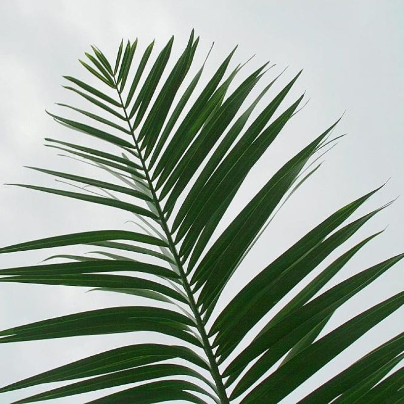 Pseudophoenix sargentii - Sargents Palmettopalme (Laub)