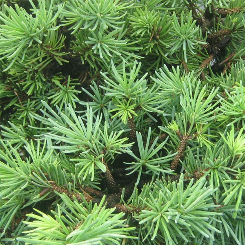 Pseudotsuga menziesii Bhiela Lhota - Douglasie (Laub)