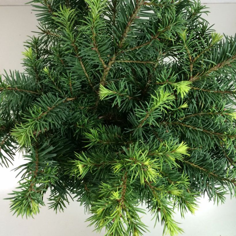 Pseudotsuga menziesii Fletcheri - Douglasie (Laub)