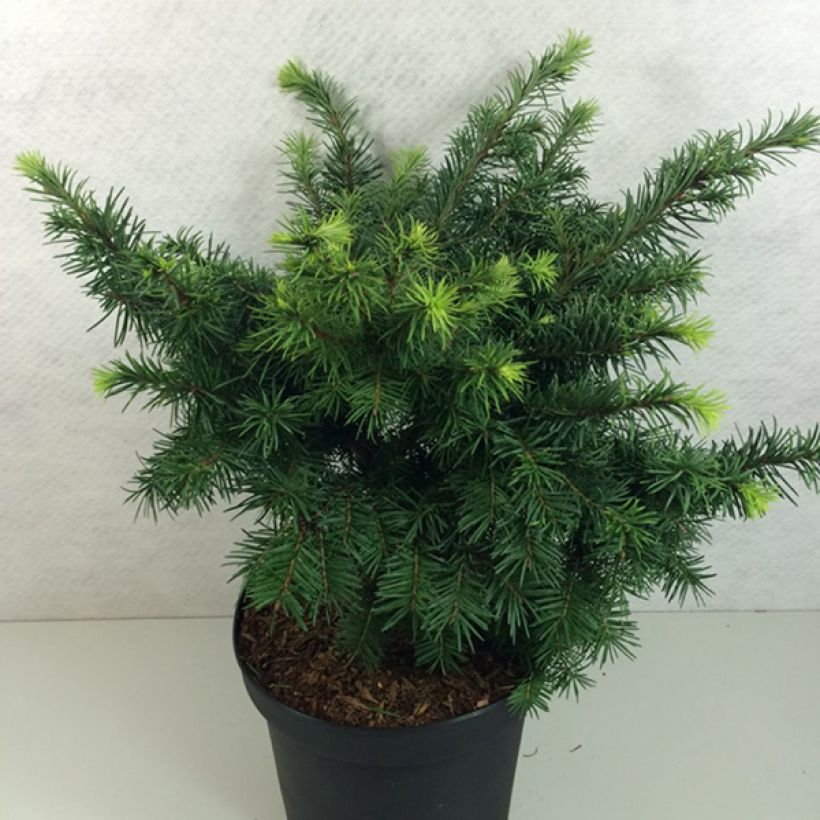 Pseudotsuga menziesii Fletcheri - Douglasie (Hafen)