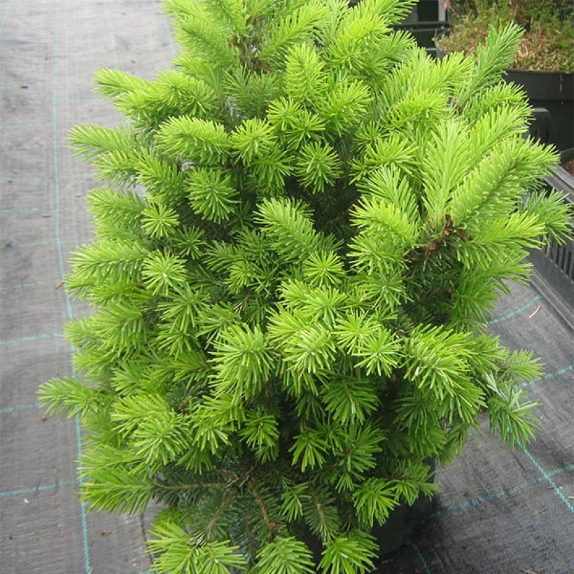 Pseudotsuga menziesii Nyrany - Douglasie (Hafen)