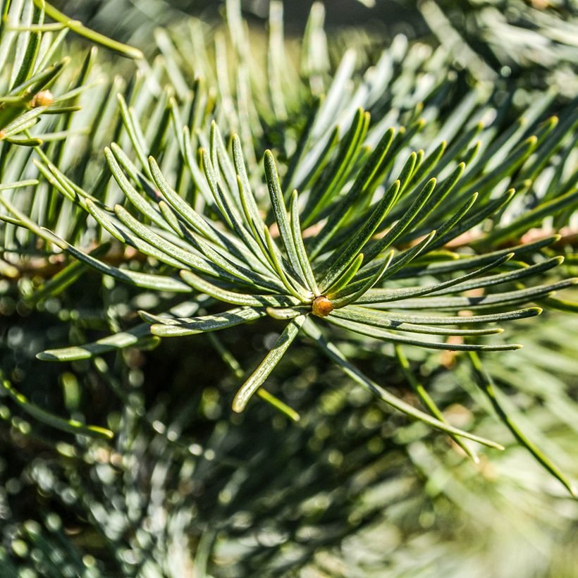 Pseudotsuga menziesii - Douglasie (Laub)