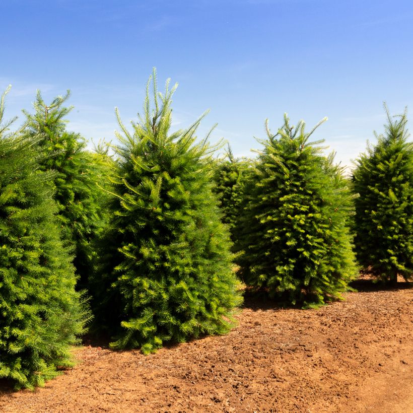 Pseudotsuga menziesii - Douglasie (Hafen)