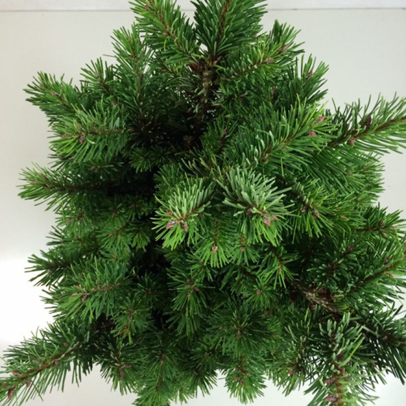 Pseudotsuga menziesii Pannenhoef - Douglasie (Laub)