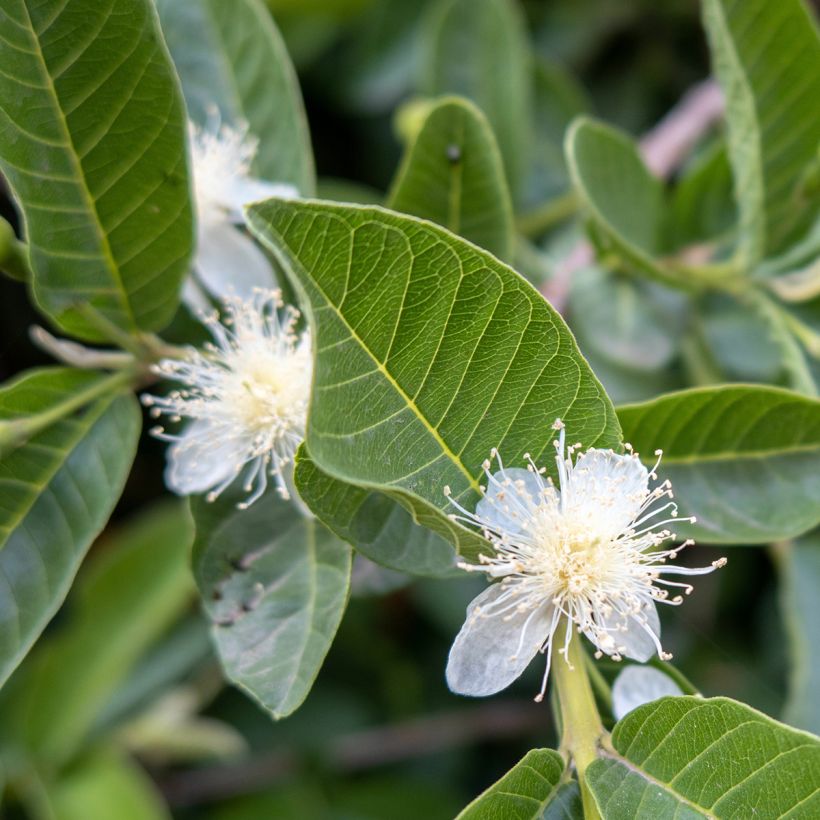 Echte Guave Limon - Psidium guajava (Blüte)