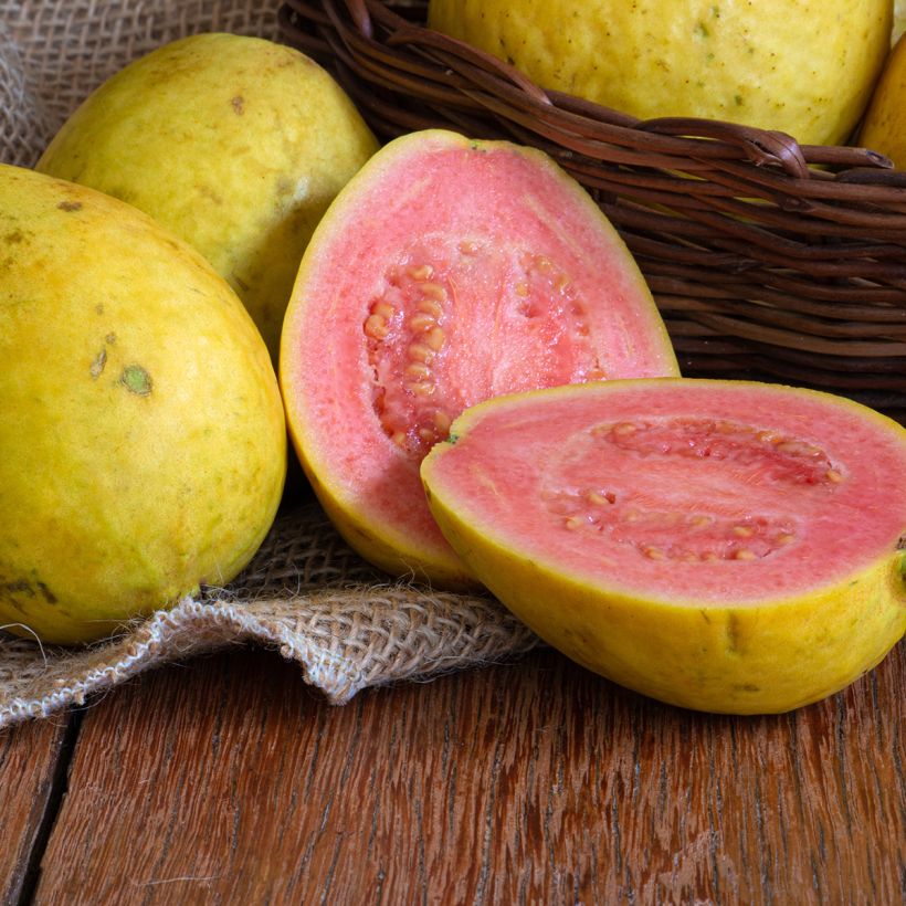 Echte Guave Limon - Psidium guajava (Ernte)