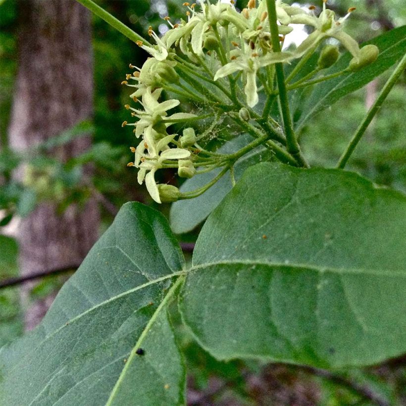 Ptelea trifoliata - Kleeulme (Laub)