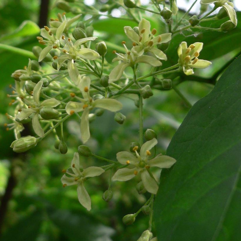 Ptelea trifoliata - Kleeulme (Blüte)