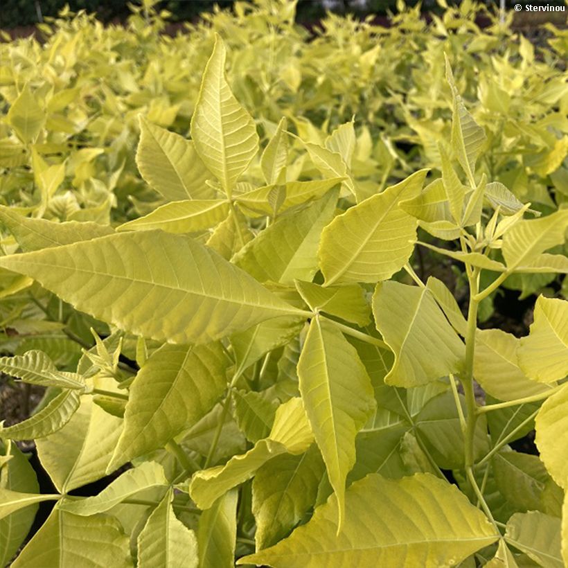 Ptelea trifoliata Aurea - Kleeulme (Laub)