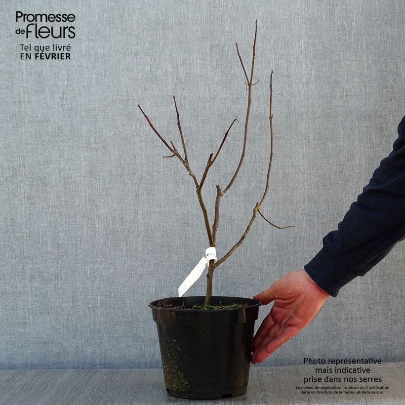 Exemplar von Ptelea trifoliata Aurea - Orme de Samarie doré Pot de 4L wie im Winter geliefert