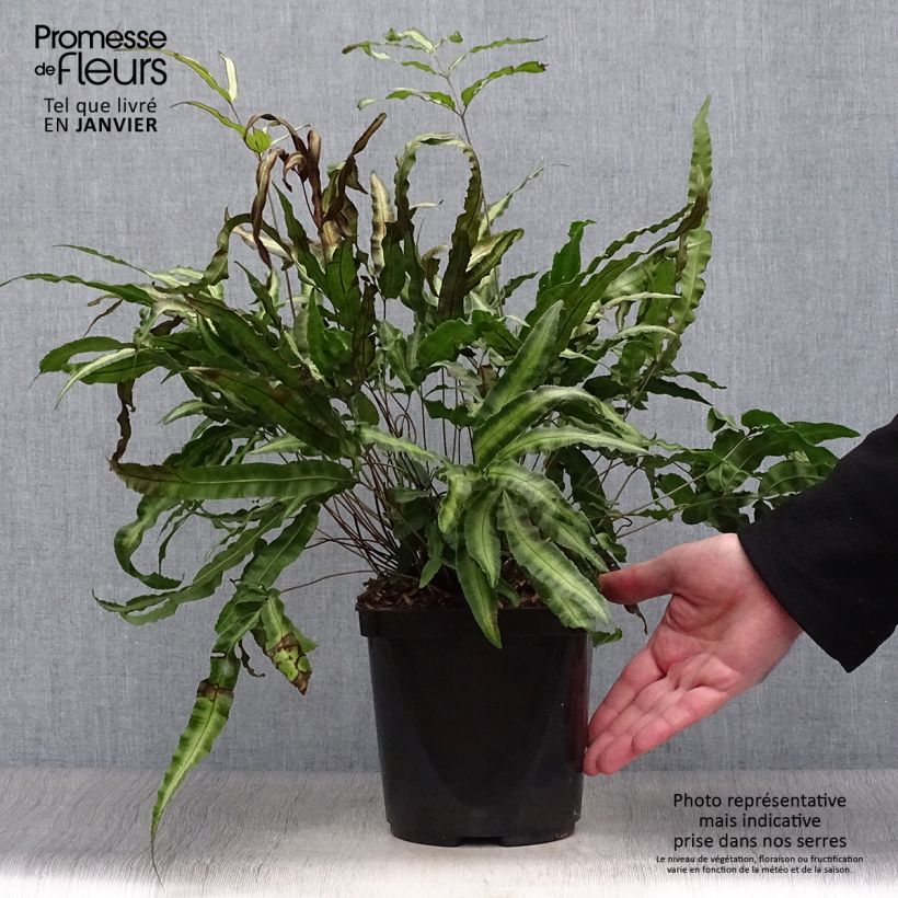 Exemplar von Pteris nipponica - Fougère Pot de 3L/4L wie im Winter geliefert