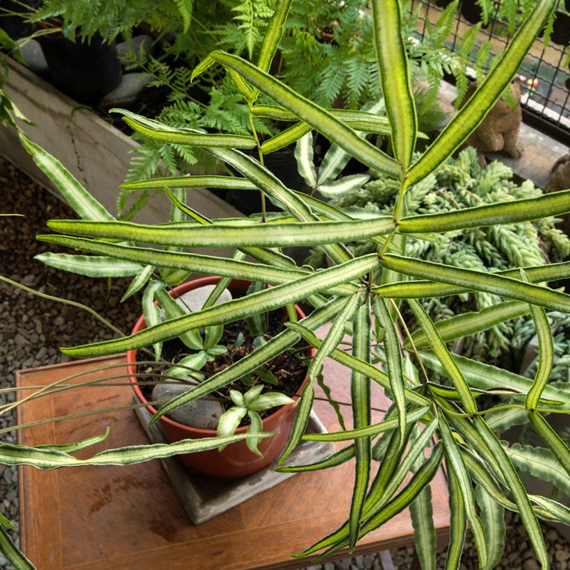 Pteris nipponica - Japanische Saumfarn (Hafen)