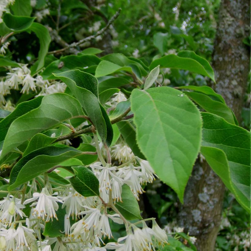 Pterostyrax corymbosa - Flügelstorax (Laub)